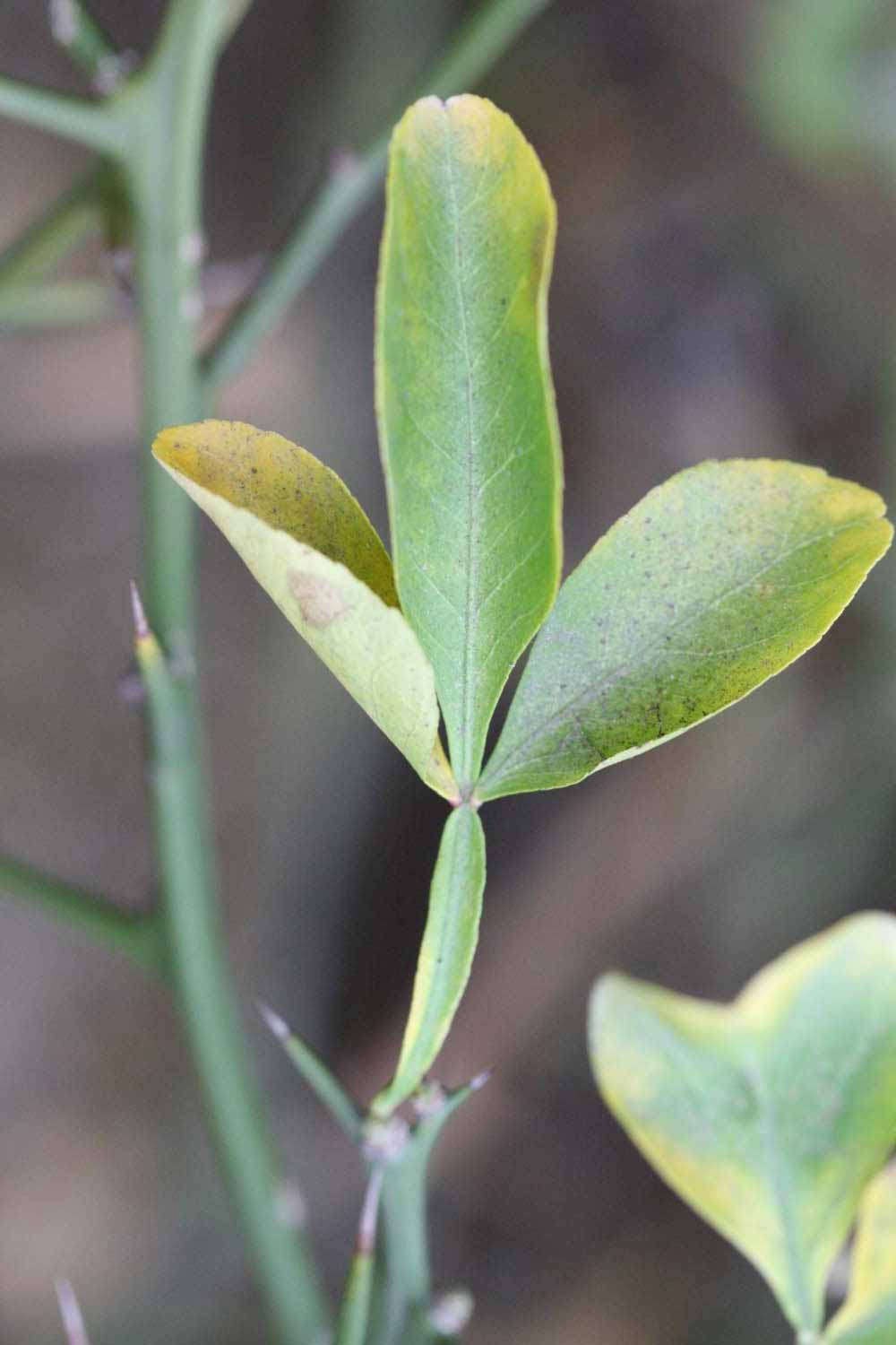              Trifoliolate leaf (Riverside, CA)       